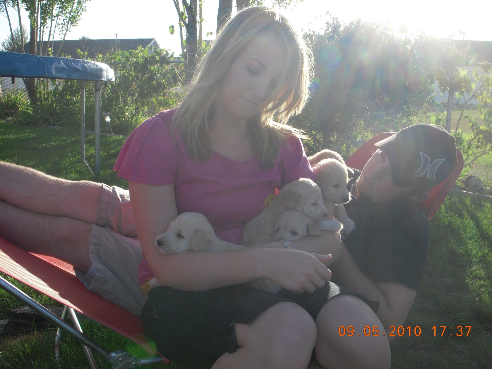 labradoodle puppies ellsworth